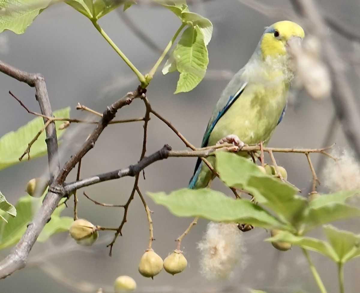 Yellow-faced Parrotlet - ML611574459