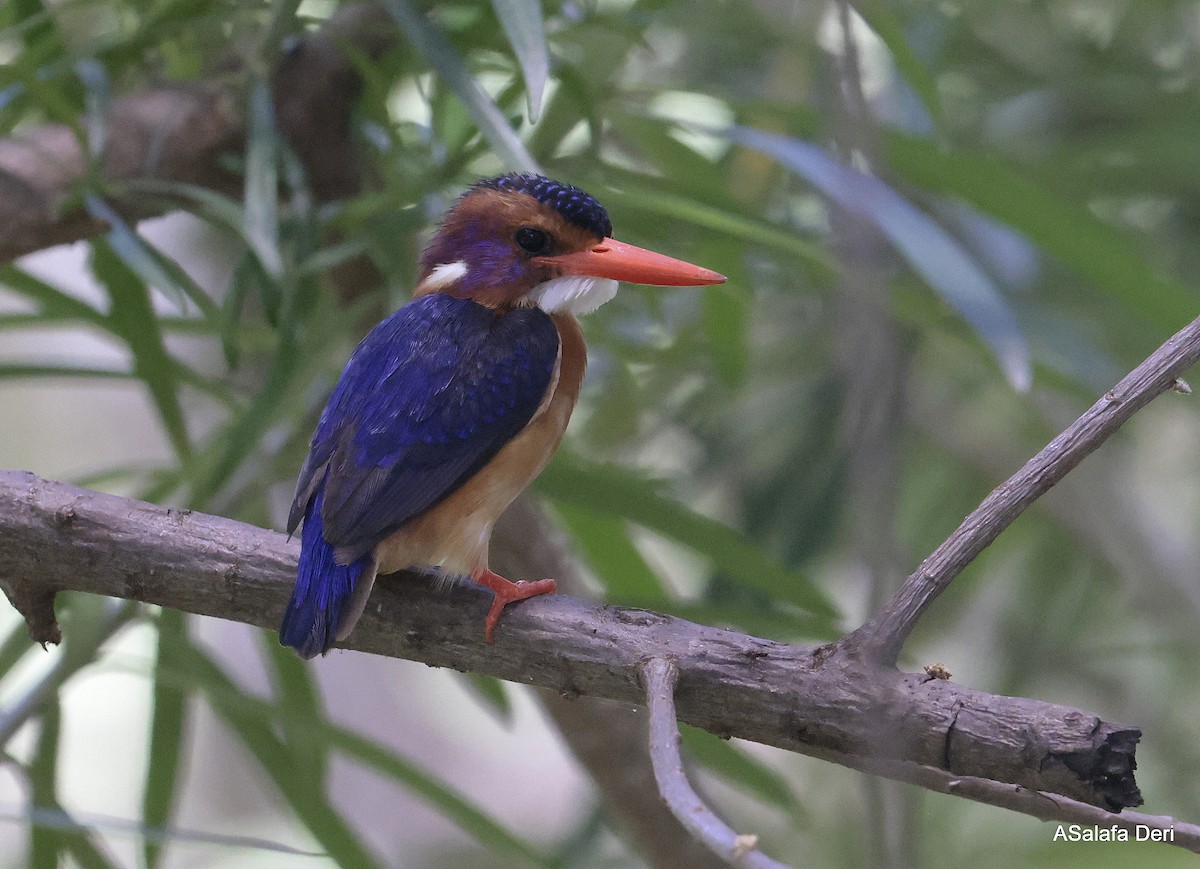 African Pygmy Kingfisher (Northern) - Fanis Theofanopoulos (ASalafa Deri)