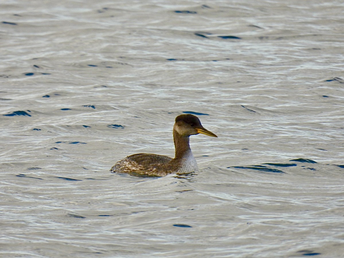 Red-necked Grebe - ML611575288