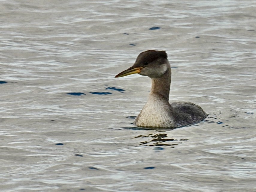 Red-necked Grebe - ML611575289