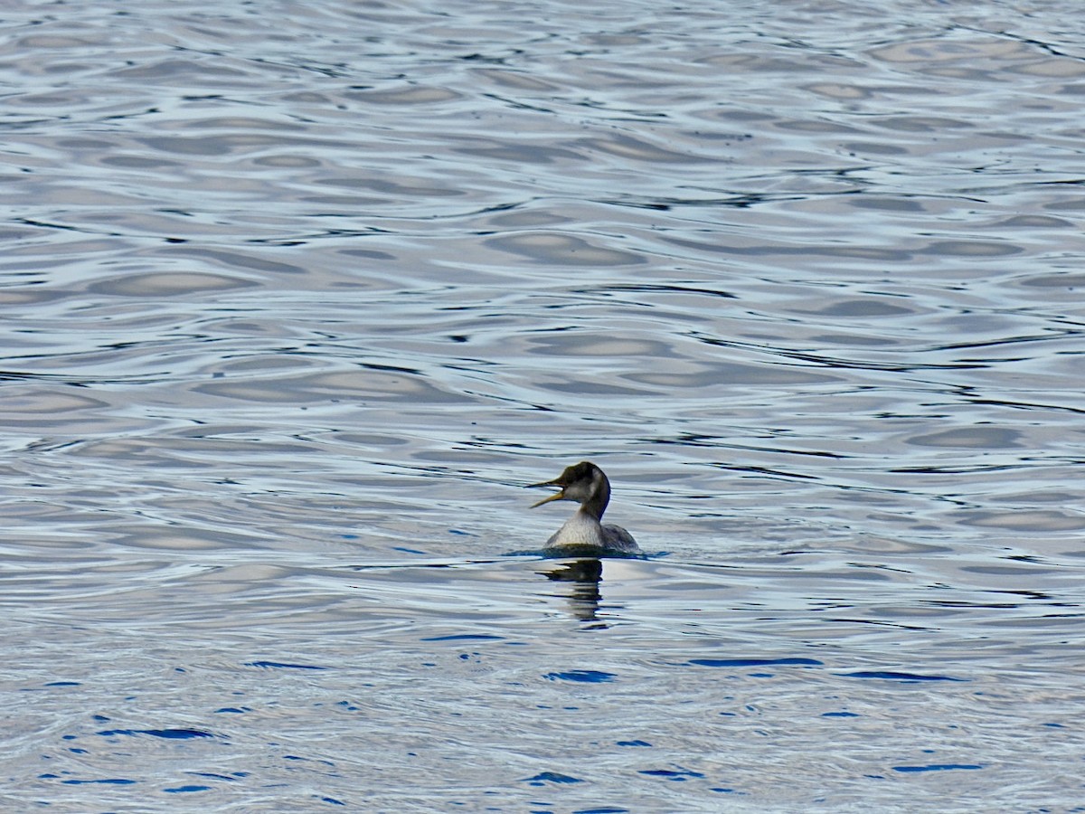 Red-necked Grebe - ML611575332