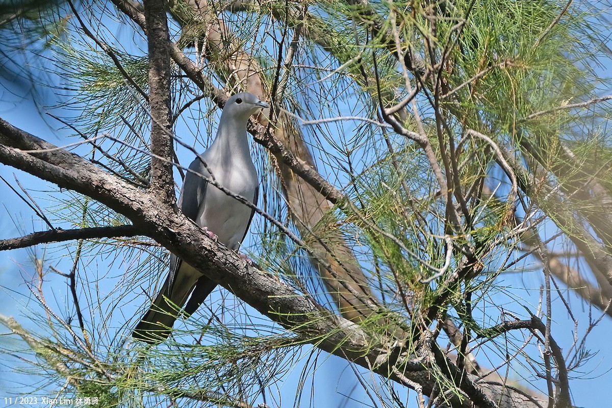 Gray Imperial-Pigeon - ML611575476