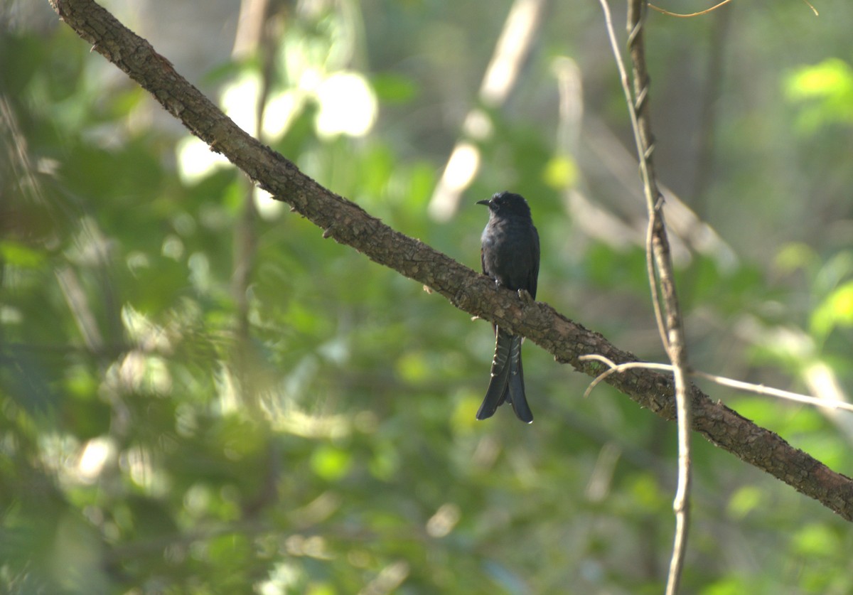 Fork-tailed Drongo-Cuckoo - Prajwal T