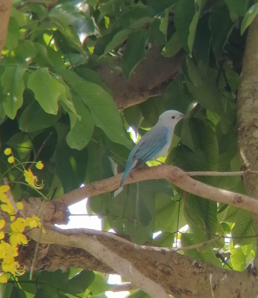 Blue-gray Tanager - ML611575777