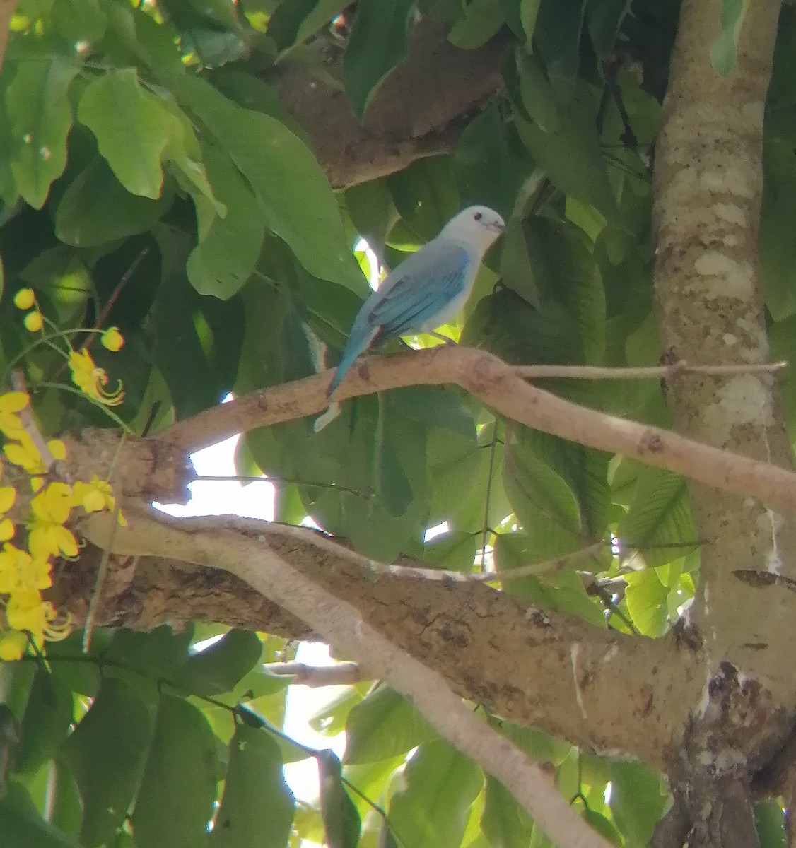 Blue-gray Tanager - ML611575778