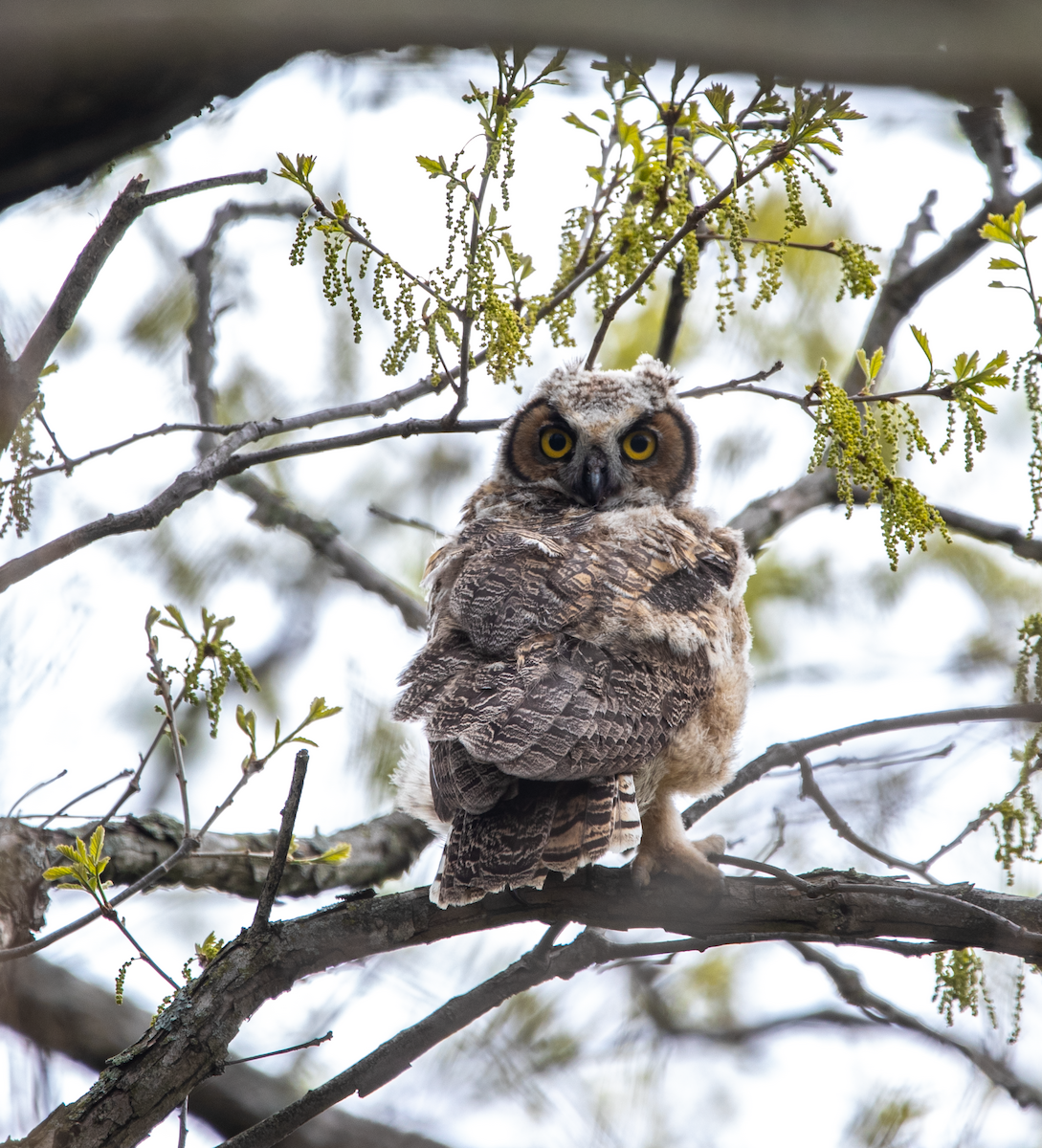 Great Horned Owl - ML611575808