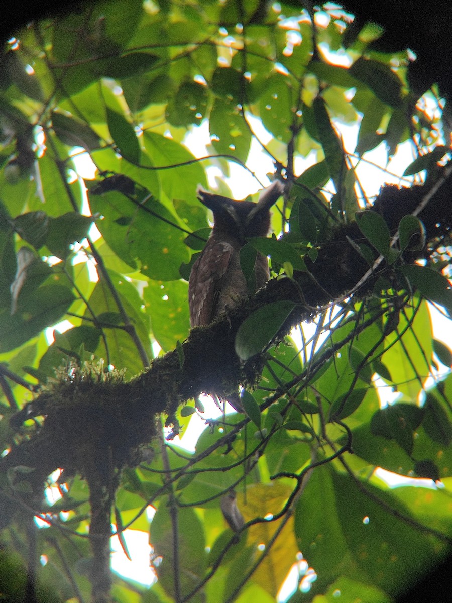 Crested Owl - ML611575926