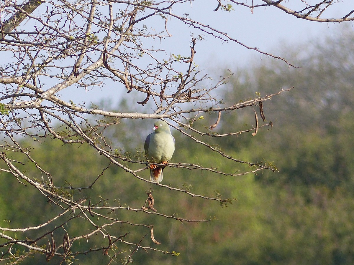 African Green-Pigeon - ML611576214