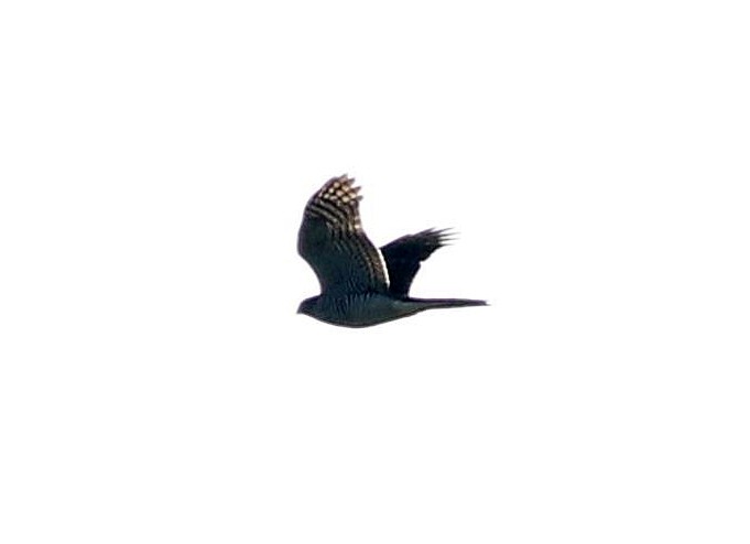 Eurasian Sparrowhawk - ML611576479