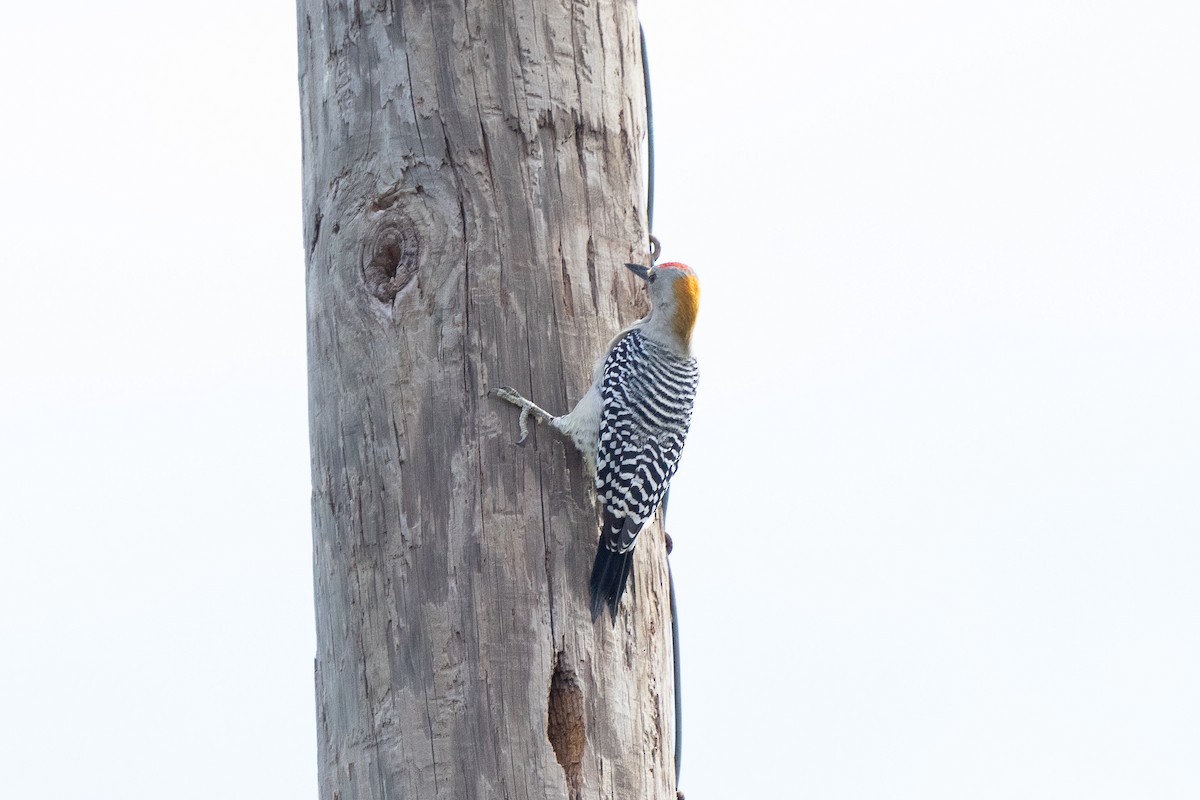 Golden-fronted Woodpecker - ML611576856