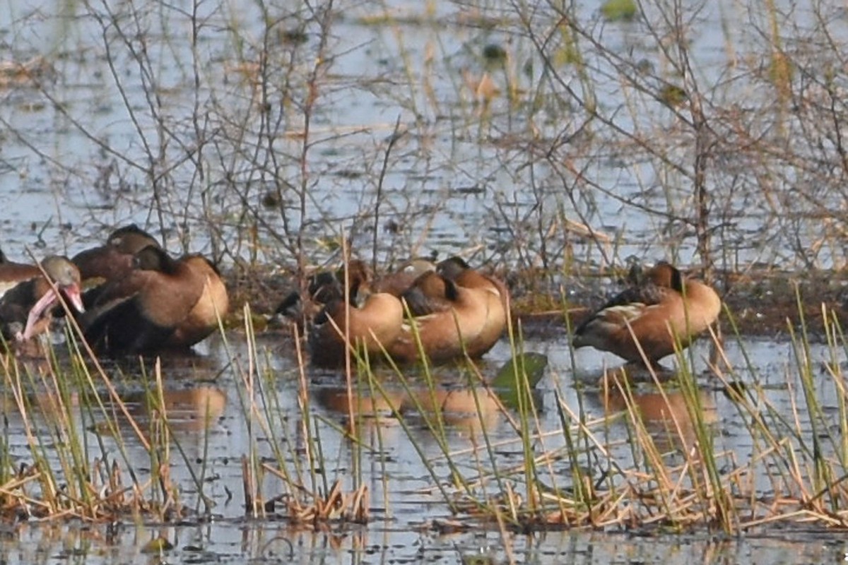 Fulvous Whistling-Duck - ML611576919
