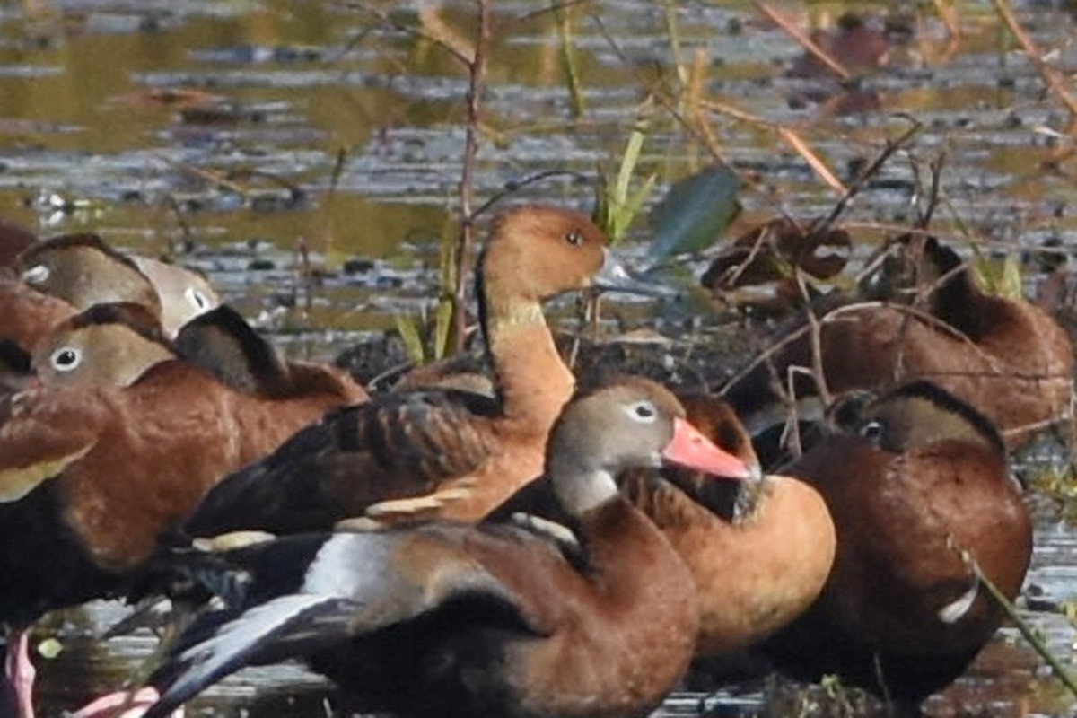 Fulvous Whistling-Duck - ML611576921
