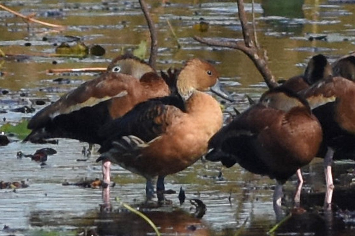 Fulvous Whistling-Duck - ML611576923