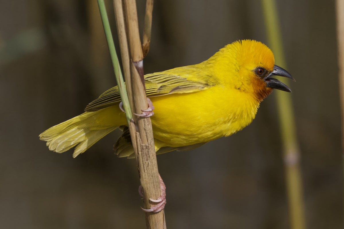 Southern Brown-throated Weaver - ML611577233