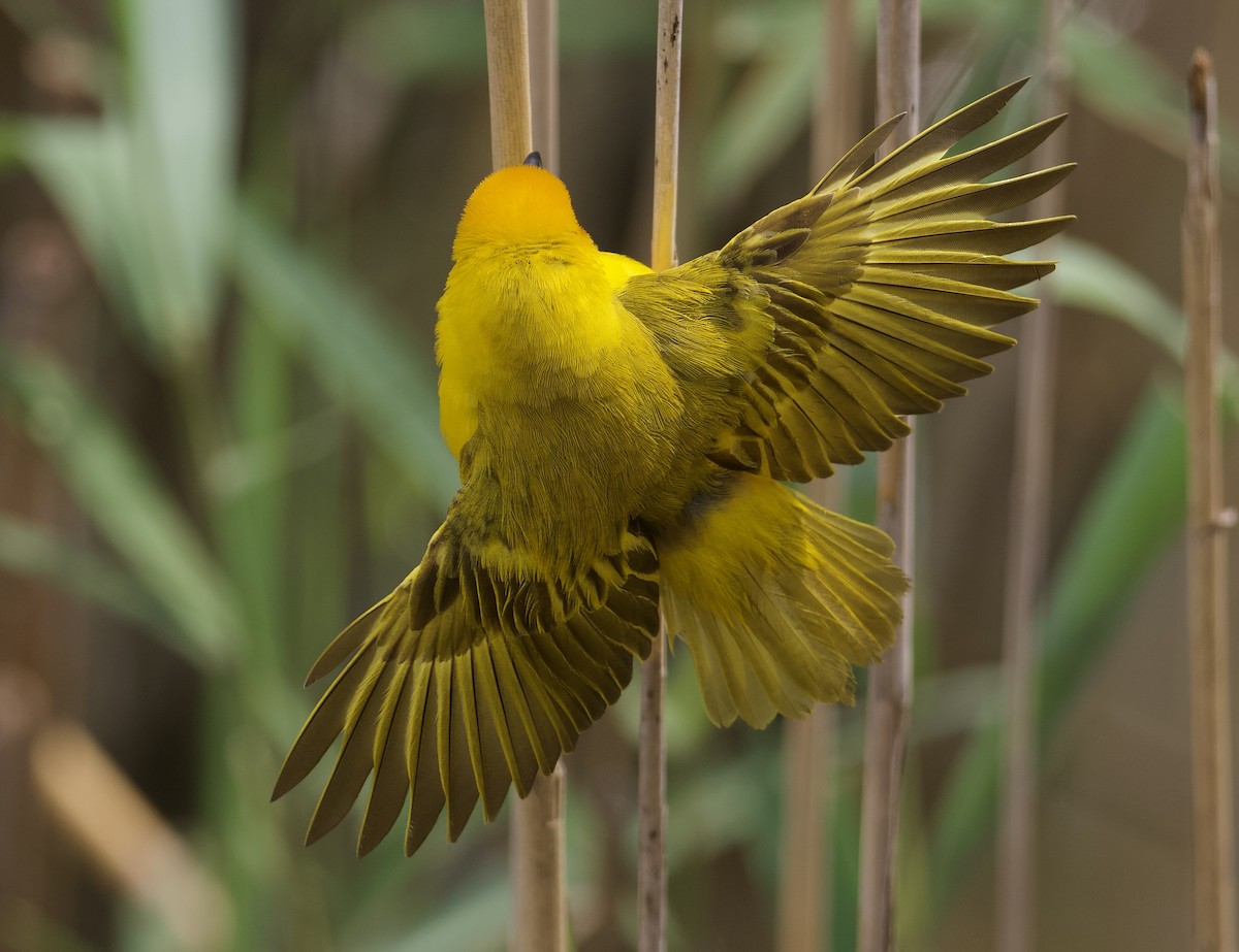 Southern Brown-throated Weaver - ML611577234