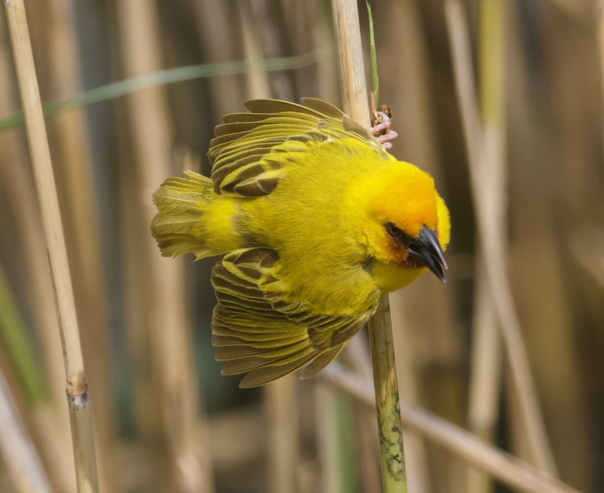 Southern Brown-throated Weaver - ML611577235