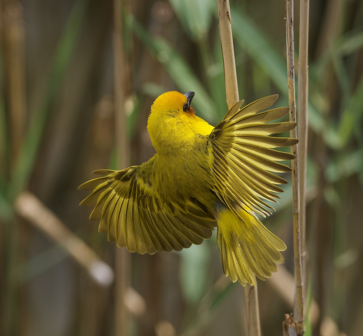 Southern Brown-throated Weaver - ML611577237