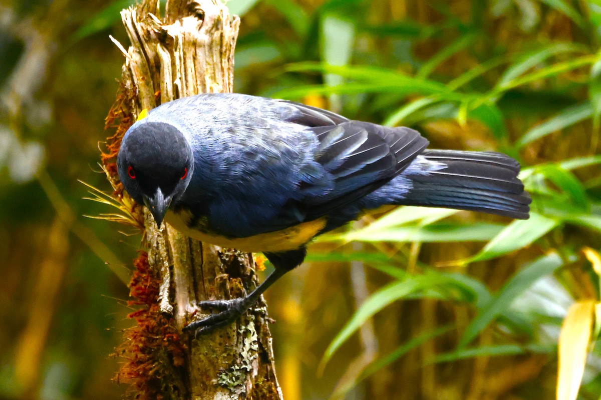 Hooded Mountain Tanager - ML611577375