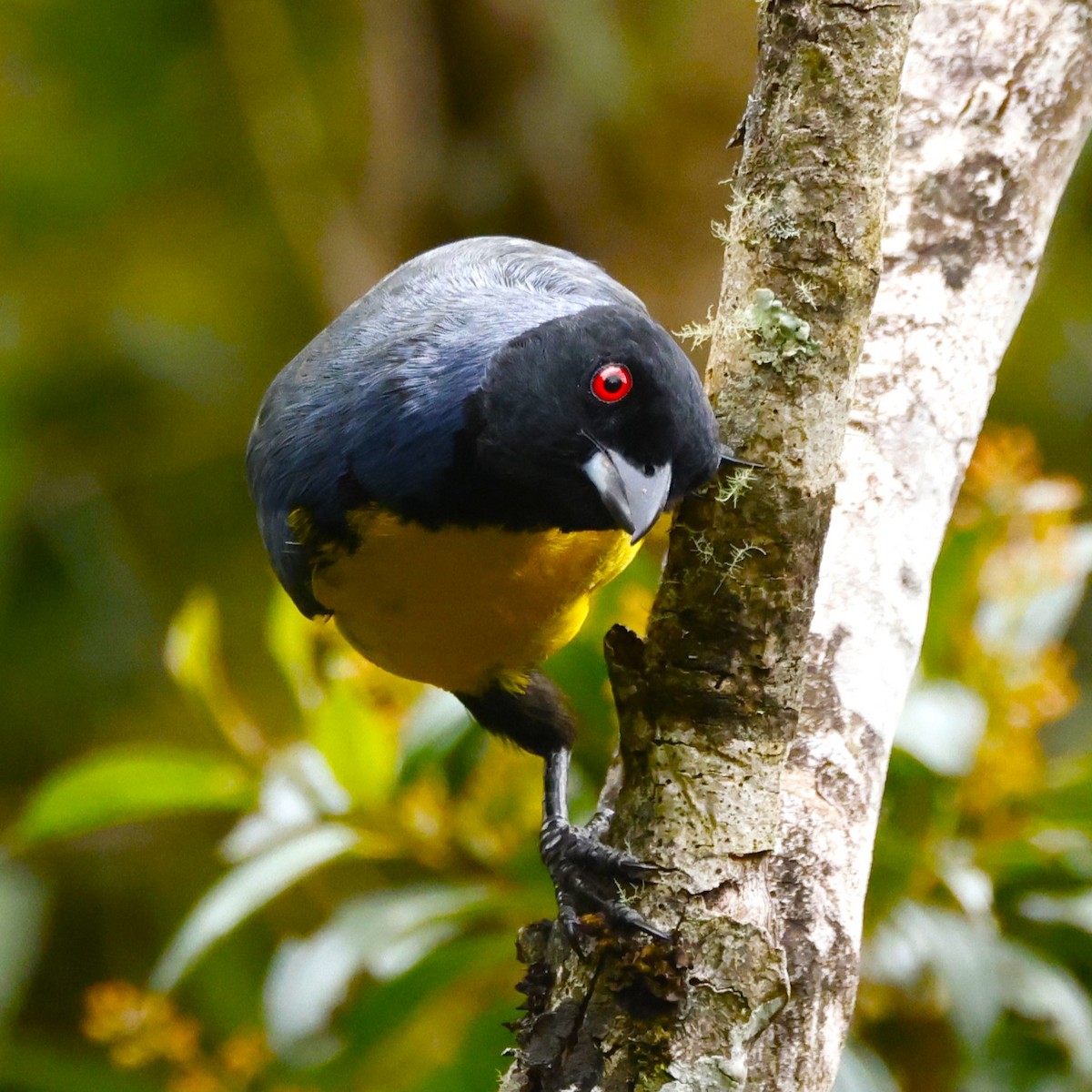 Hooded Mountain Tanager - ML611577470