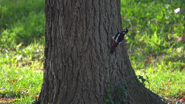Great Spotted Woodpecker - ML611577490