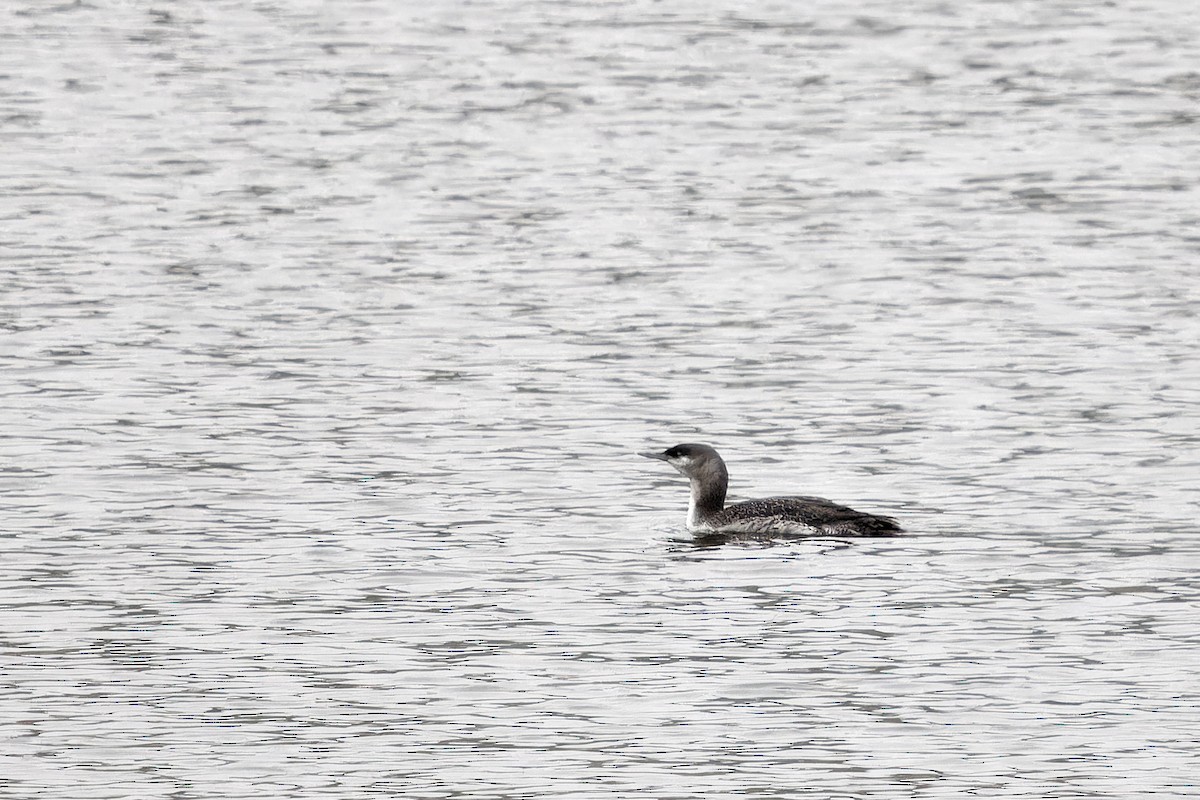 Red-throated Loon - ML611577661