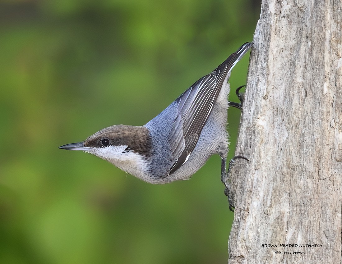 Brown-headed Nuthatch - ML611578032