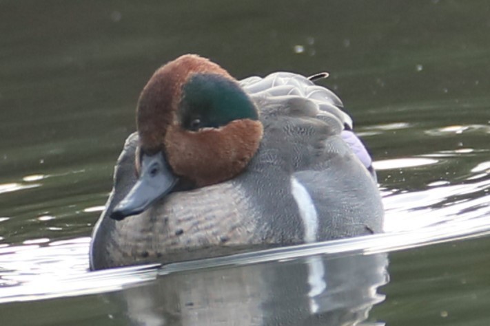 Green-winged Teal - ML611578328
