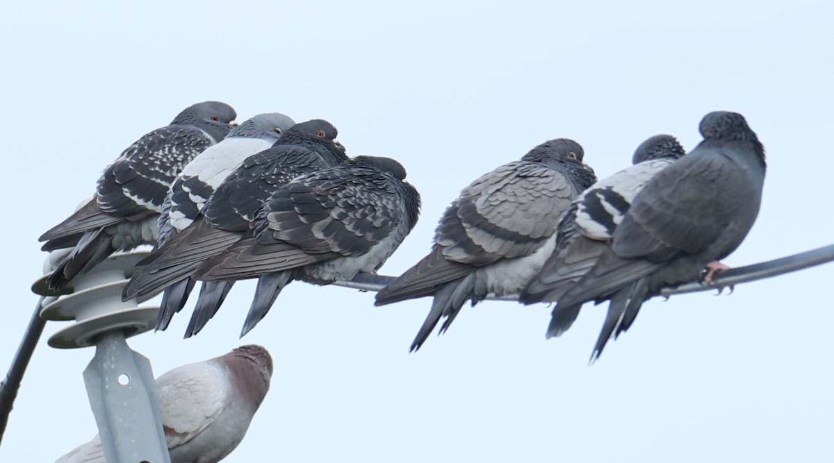 Rock Pigeon (Feral Pigeon) - ML611578361