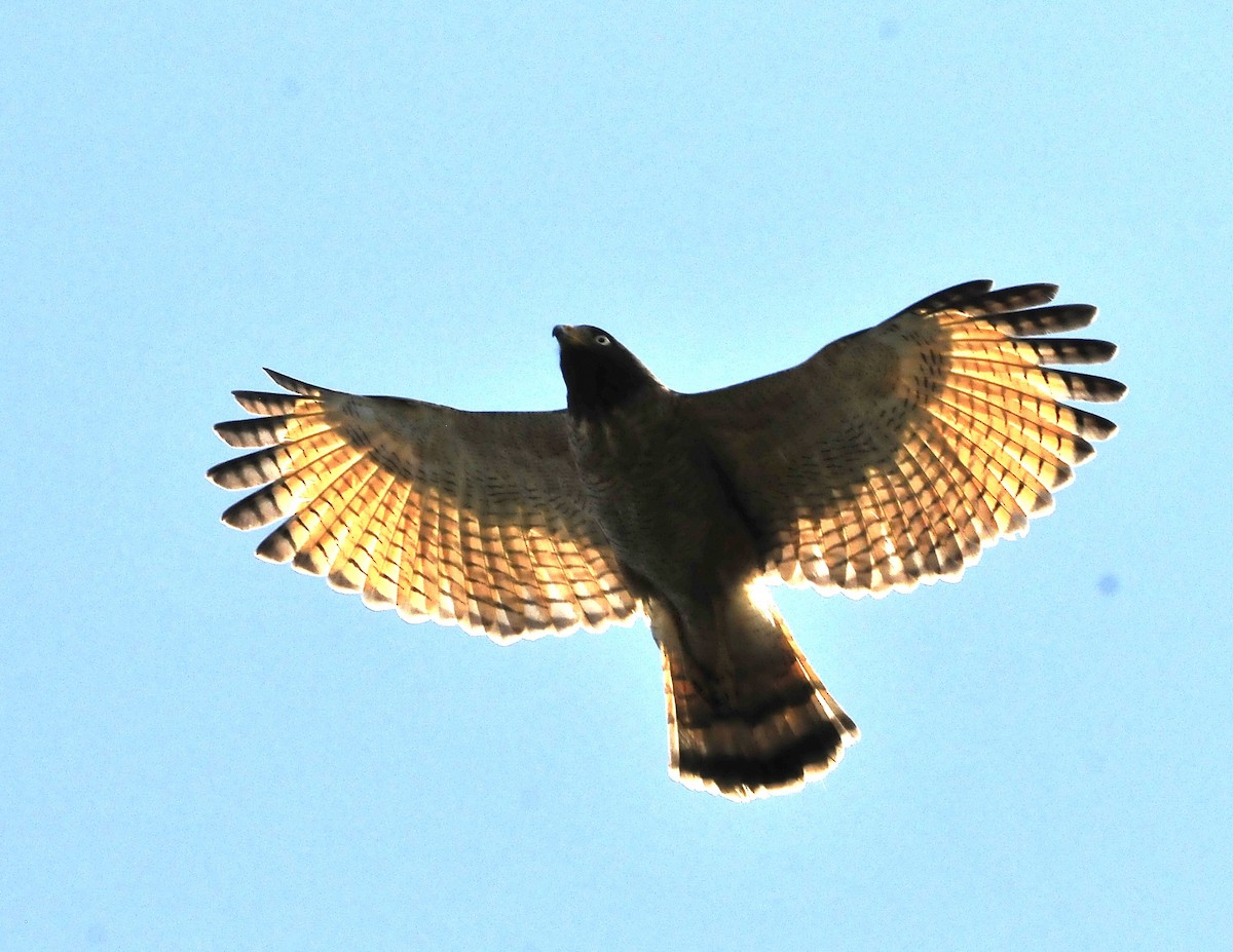 Roadside Hawk (Southern) - ML611578487