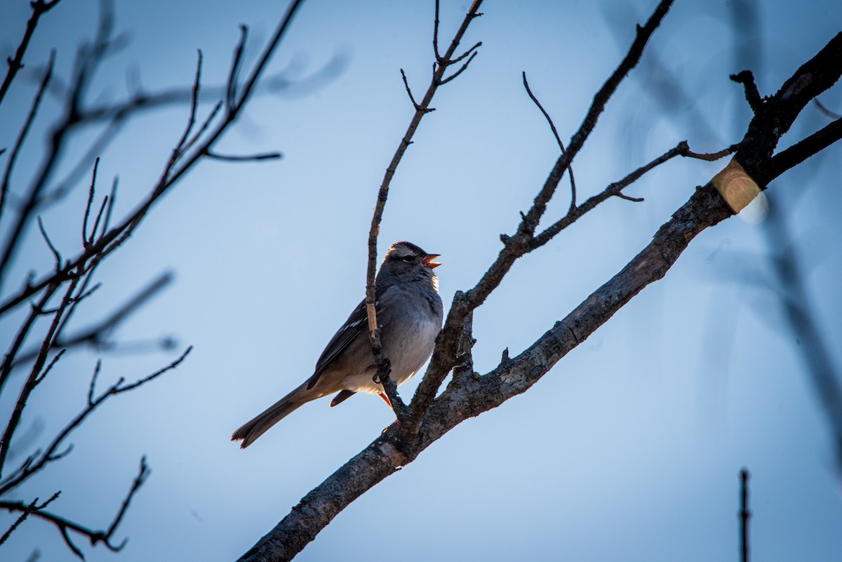 White-crowned Sparrow - ML611578534