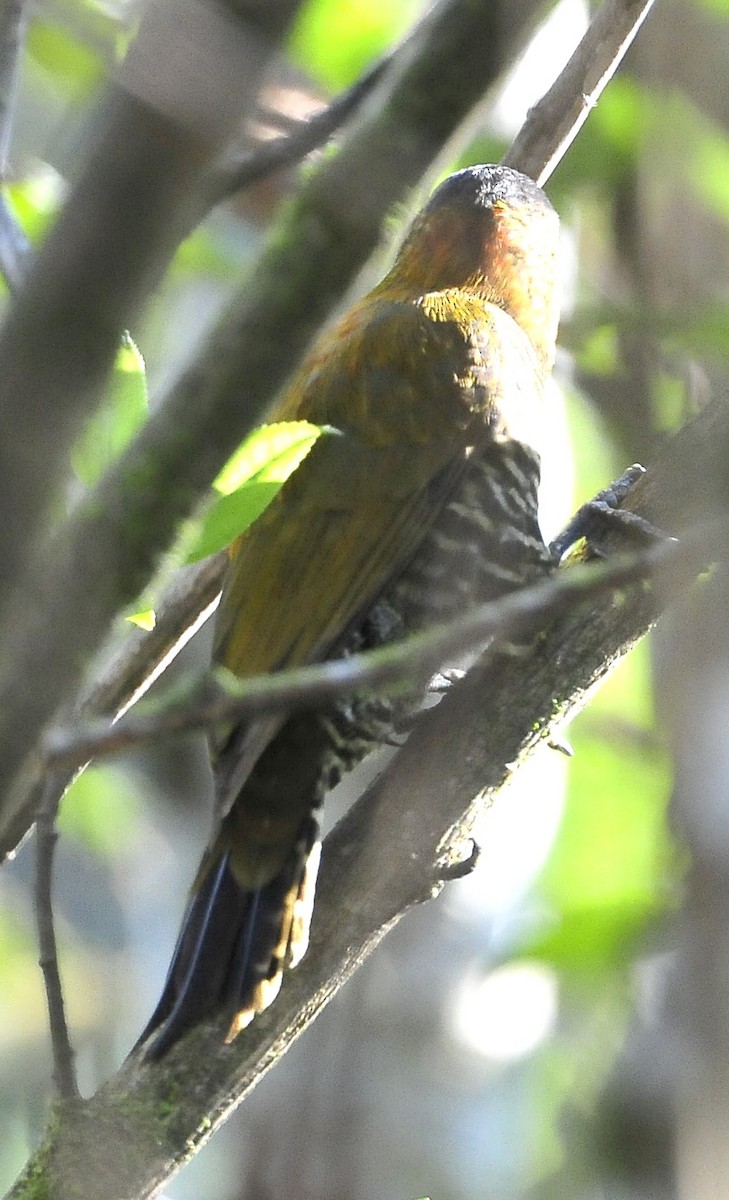 Bar-bellied Woodpecker - ML611578548