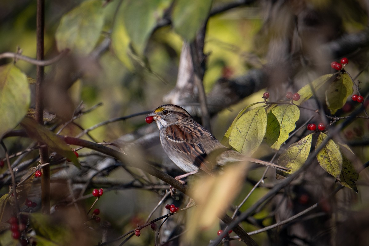 White-throated Sparrow - ML611578871