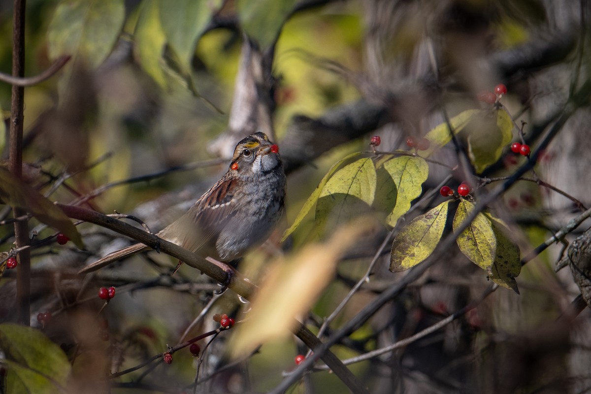 White-throated Sparrow - ML611578872