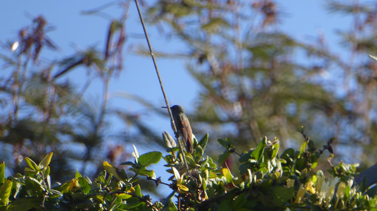 Berylline Hummingbird (Northern) - ML611578912