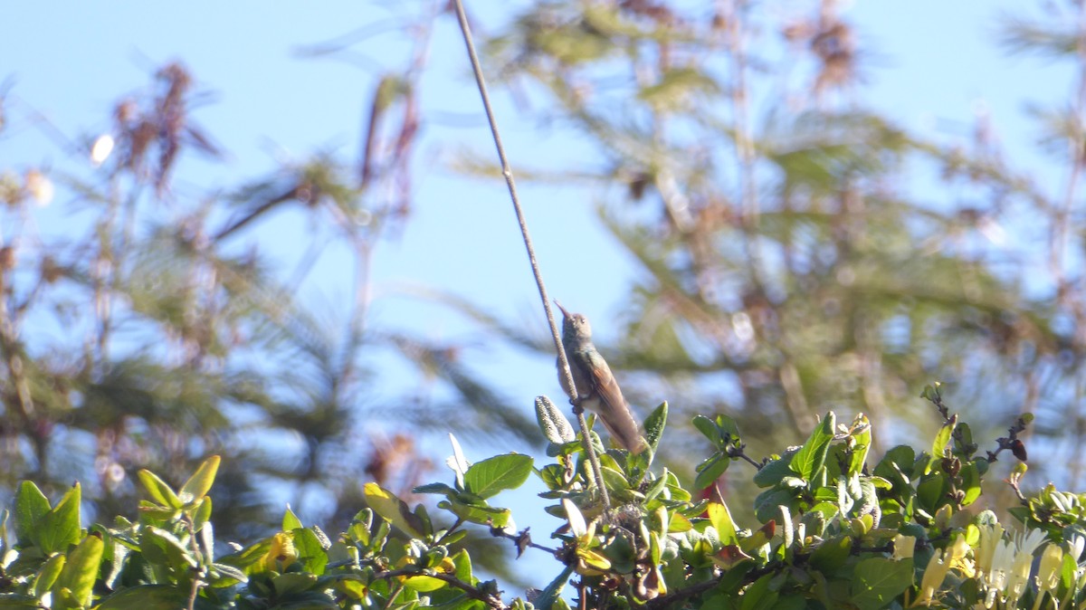 Berylline Hummingbird (Northern) - ML611578914