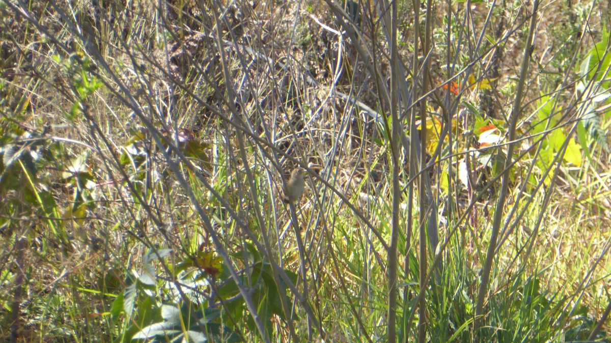 Grass Wren (Northern) - ML611579142