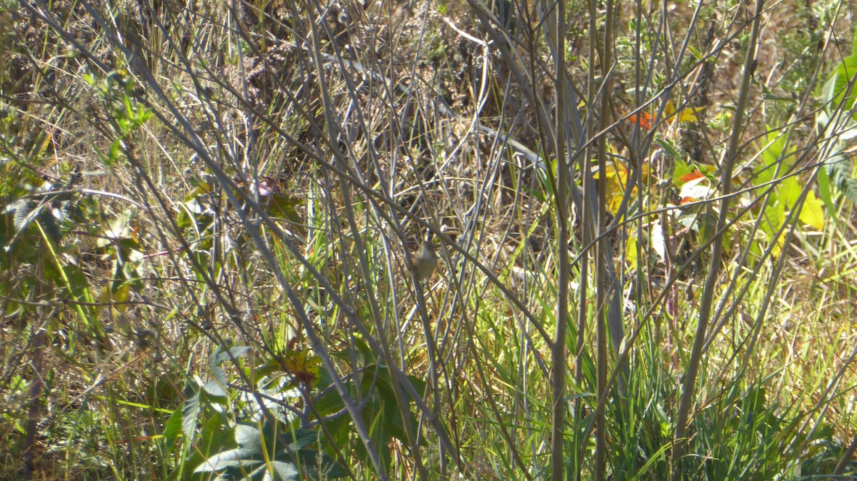 Grass Wren (Northern) - ML611579144