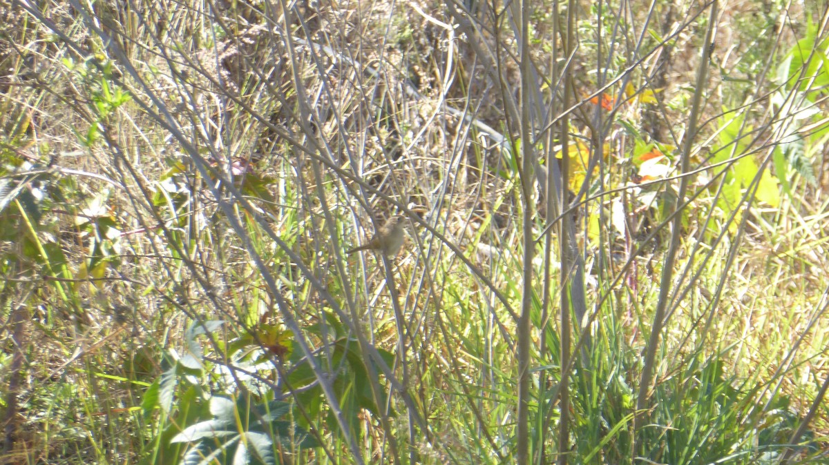 Grass Wren (Northern) - ML611579148