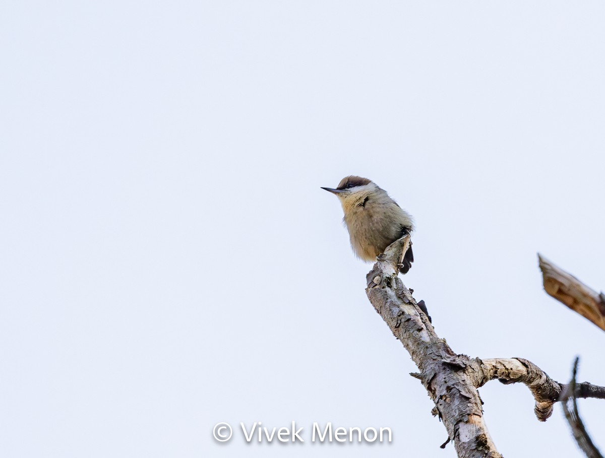 Brown-headed Nuthatch - ML611579412