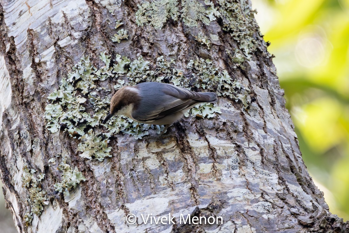 Brown-headed Nuthatch - ML611579450