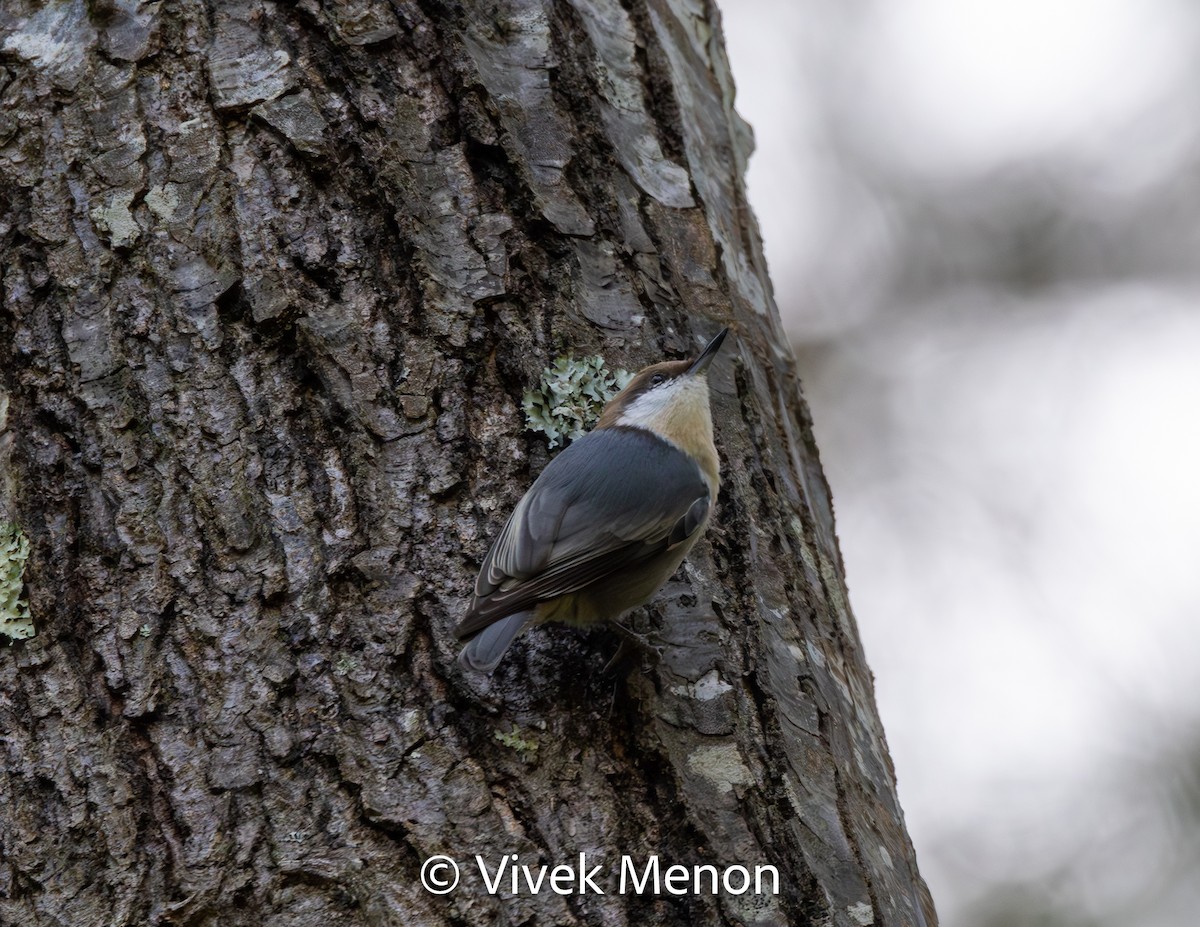 Brown-headed Nuthatch - ML611579451