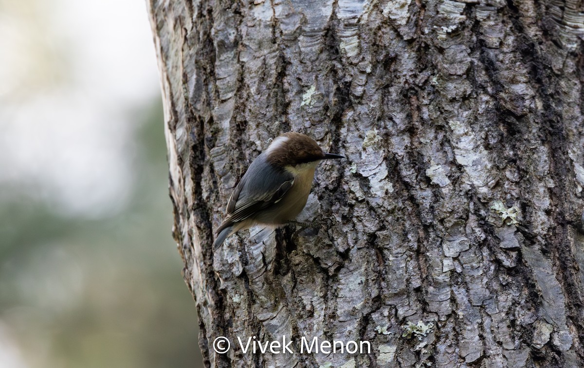 Brown-headed Nuthatch - ML611579452
