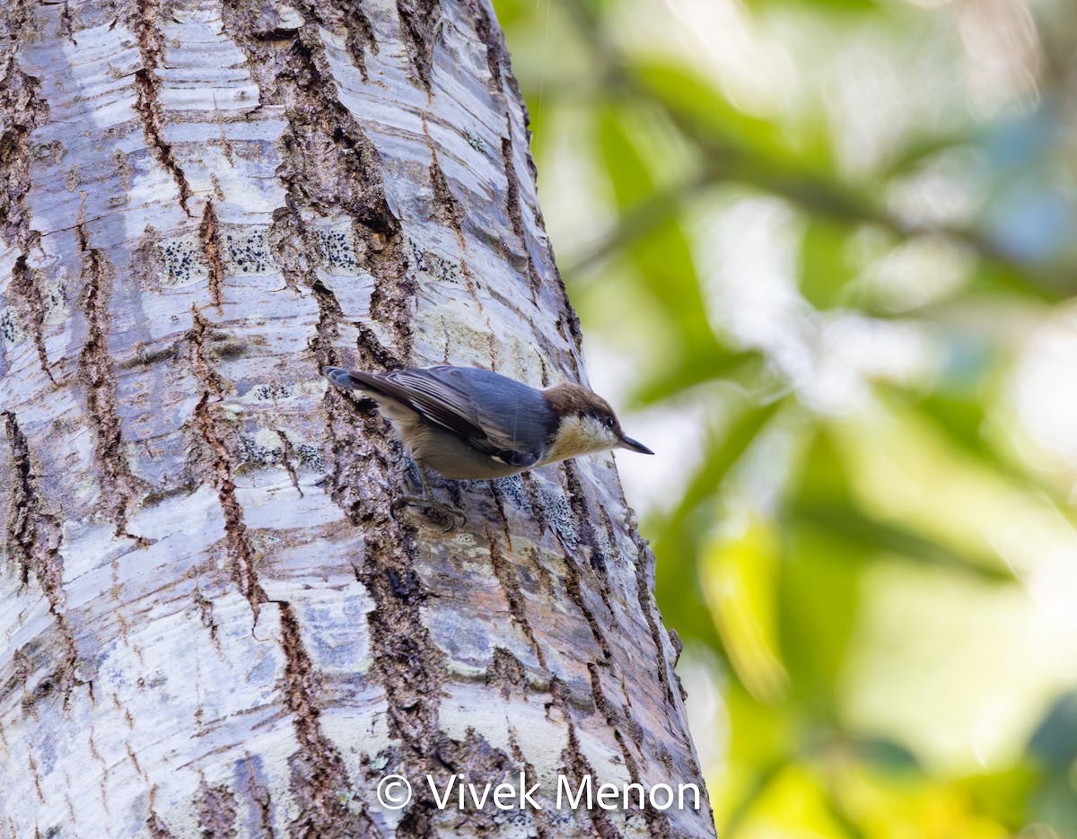 Brown-headed Nuthatch - ML611579453