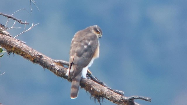 Eurasian Sparrowhawk - ML611580421