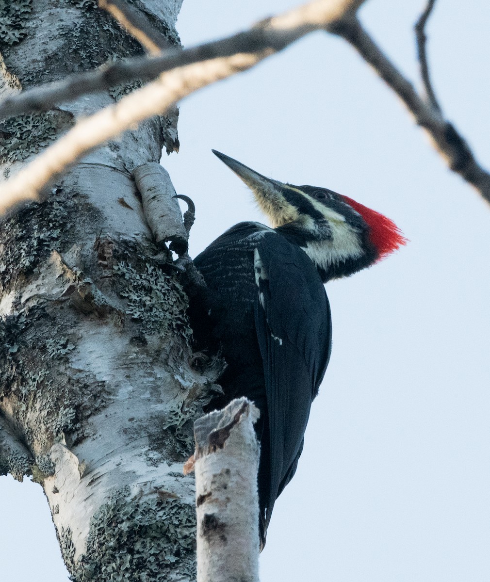 Pileated Woodpecker - ML611580431