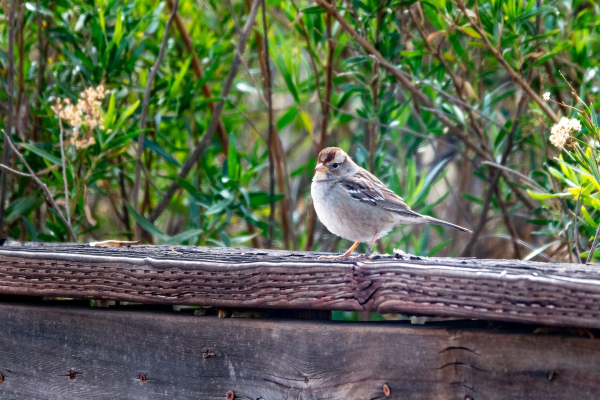 White-crowned Sparrow - ML611580599
