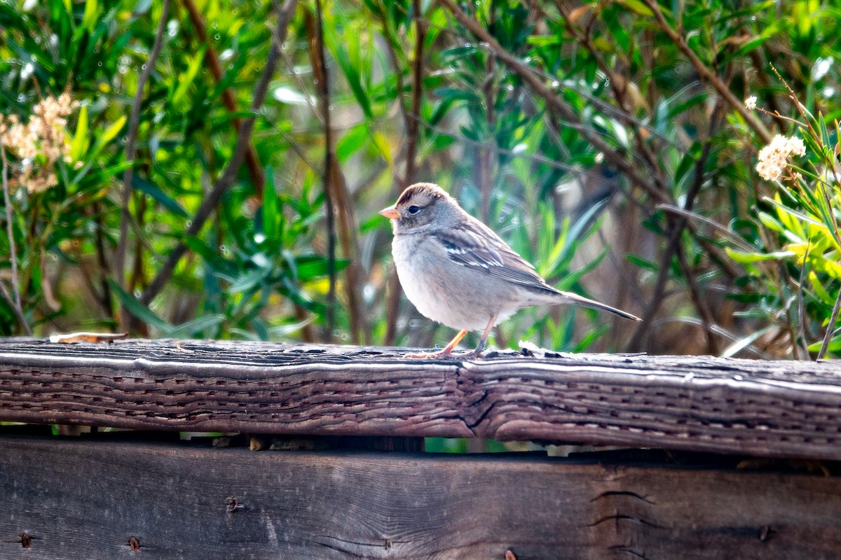 White-crowned Sparrow - ML611580601