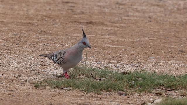 Crested Pigeon - ML611580733