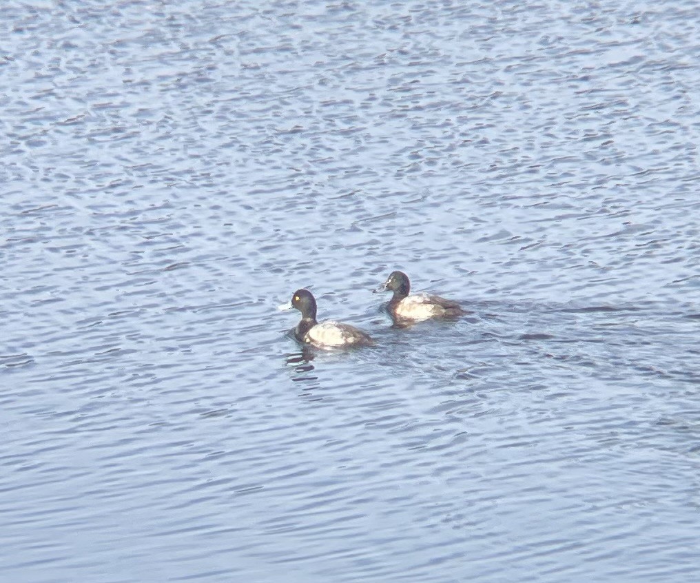 Greater Scaup - ML611580740