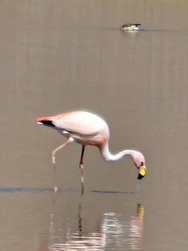 James's Flamingo - ML611581027